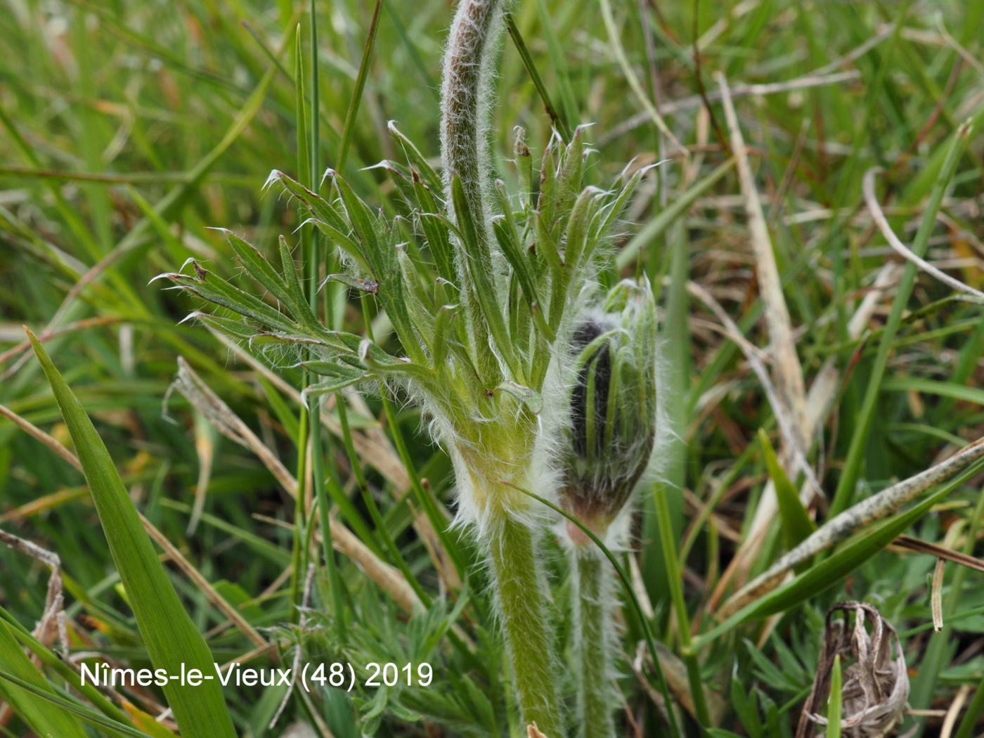 Pasque flower leaf